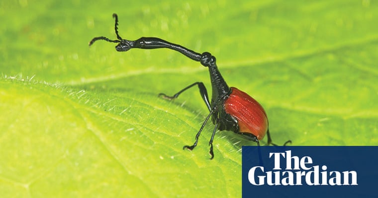 Extreme Insects by Richard Jones | Environment | The Guardian
