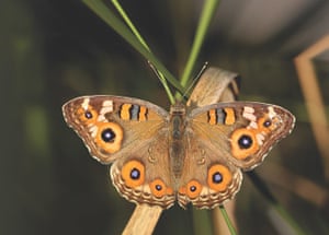 Extreme Insects by Richard Jones | Environment | The Guardian