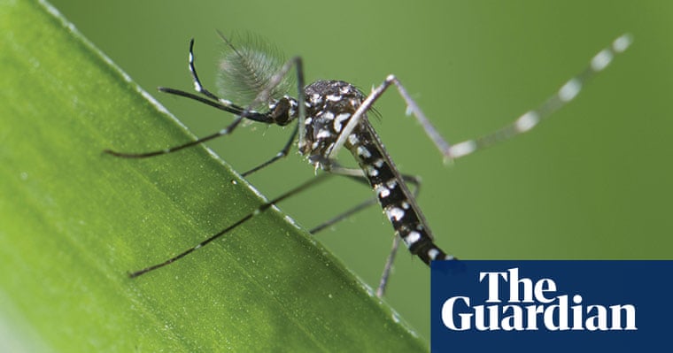 Extreme Insects by Richard Jones | Environment | The Guardian