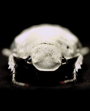 Extreme Insects by Richard Jones | Environment | The Guardian