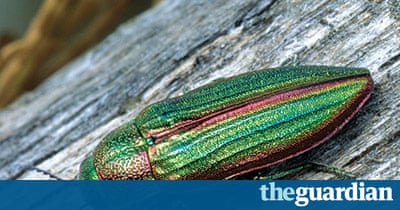 Extreme Insects by Richard Jones | Environment | The Guardian
