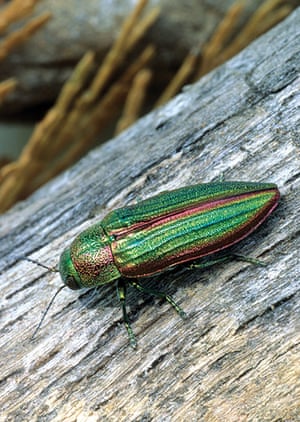 Extreme Insects by Richard Jones | Environment | The Guardian