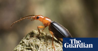 Extreme Insects by Richard Jones | Environment | The Guardian