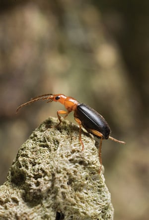 Extreme Insects by Richard Jones | Environment | The Guardian