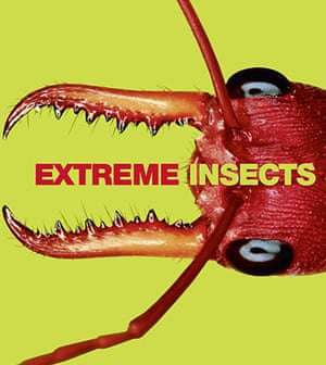 Extreme Insects By Richard Jones Environment The Guardian