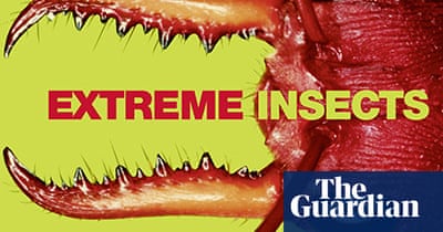 Extreme Insects by Richard Jones | Environment | The Guardian
