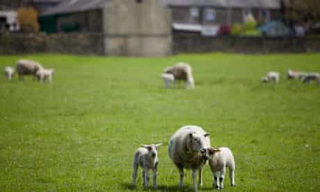 The arrival of sheep in the UK brought to an end the more sustainable hunter-gatherer way of life