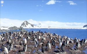 Google Streetview Global: Google streetview - Penguins close-up, Half Moon Bay, Antarctica