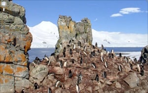 Google Streetview Global: Google streetview - Pengins on rock close-up, Half Moon Island, Antarctica
