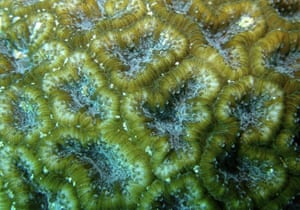 In pictures: The world’s most important corals in need of conservation