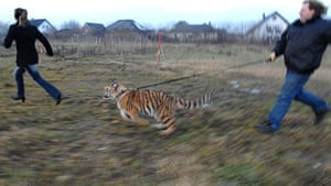 24 hours in pictures: Walking the tigress in Germany
