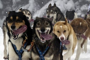 24 hours in pictures: La Grande Odysee 2011 dog sled race