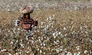 Pakistan's cotton farmers reap health benefits from using less