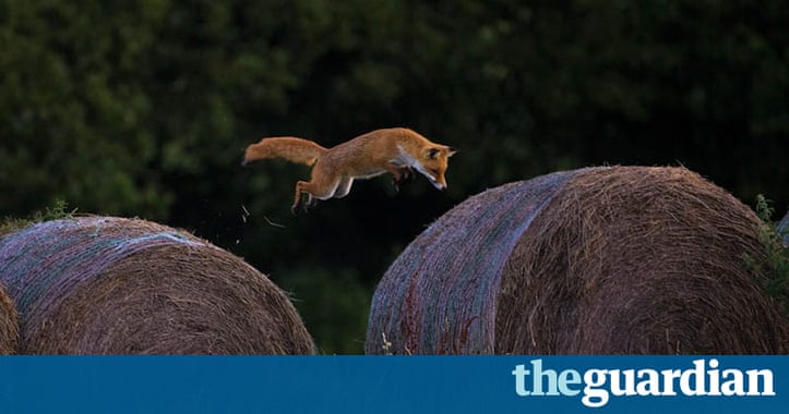 British wildlife photography awards call for entries - in pictures