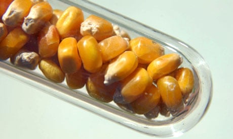 Genetically modified corn in a test tube