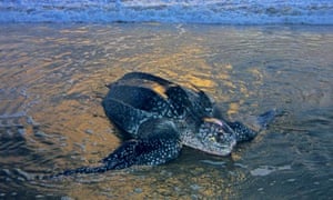 Secret voyages of leatherback turtles revealed using transmitters