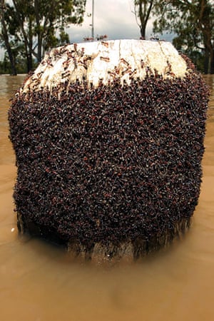 Australia floods: A huge swarm of meat ants takes refuge on a post