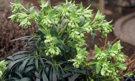 Plant of the week: Helleborus foetidus