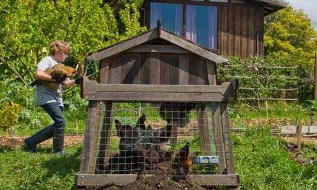 Chickens in the 'edible schoolyard'