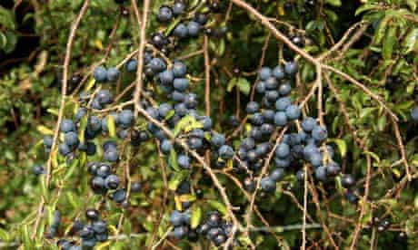 Ripe sloes on the bush