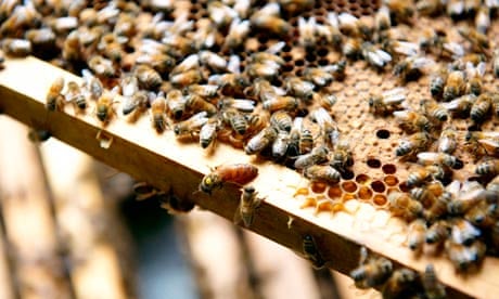 DNA detection for beehive battle