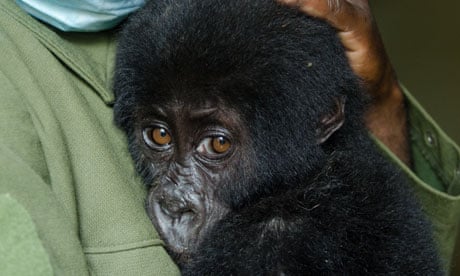 Shamavu the baby gorilla rescued from poachers in DR Congo