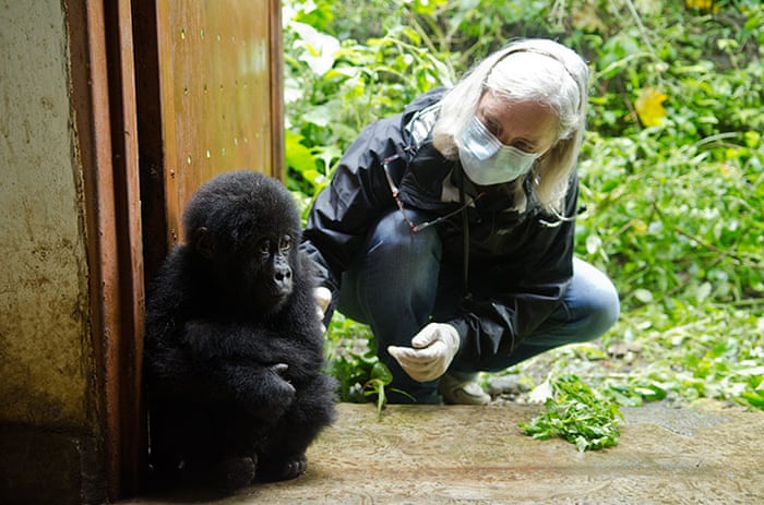 Meet Shamavu, the baby gorilla rescued from poachers - in pictures | Environment | The Guardian