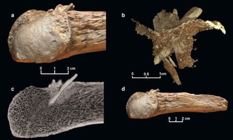 Mastodon rib with embedded spear tip