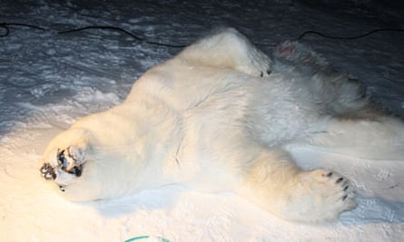 polar bear dead