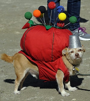 Halloween dogs - in pictures | Life and style | The Guardian