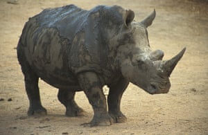 rhino rhinos many left species which