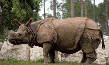 Cost of saving endangered species £50bn a year, say experts | Endangered  species | The Guardian