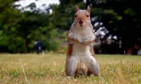 A squirrel with a nut in a comic moment from BBC2's The Great British Bake Off