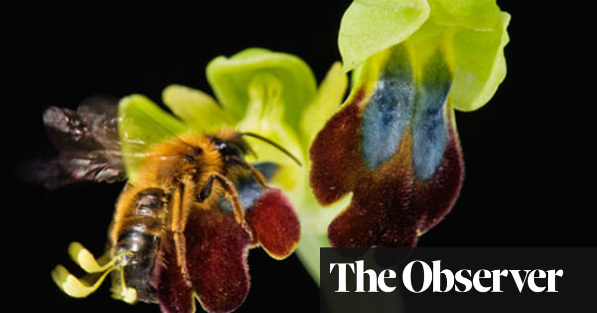 The Weird Sex Life Of Orchids Plants The Guardian