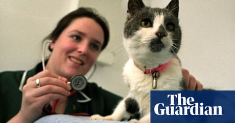 Is Pet Insurance Worth It Money The Guardian