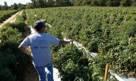 Tomato farmer in Alabama without labor thanks to the new immigration law