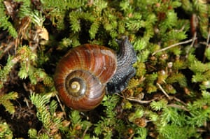 Week in iwildlife:  a land snail of the variety, Powelliphanta Sp. Augustus, in New Zealand