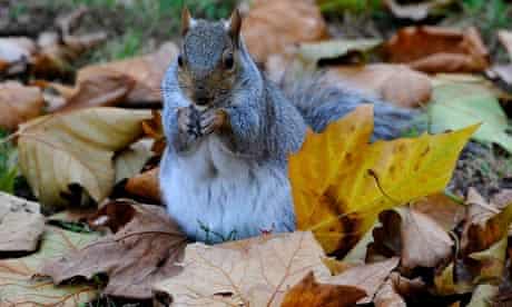 A grey squirrel eats a nut among fallen autumn leaves in St James's Park, London