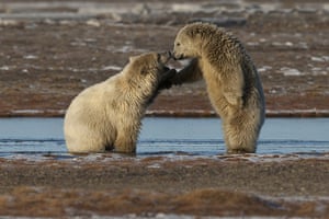 Stranded polar bears: Barter Island, Kaktovik, Alaska