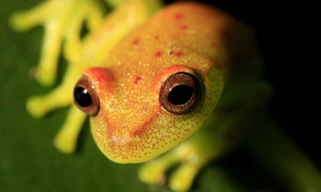 Yellow frog in Colombian Amazon