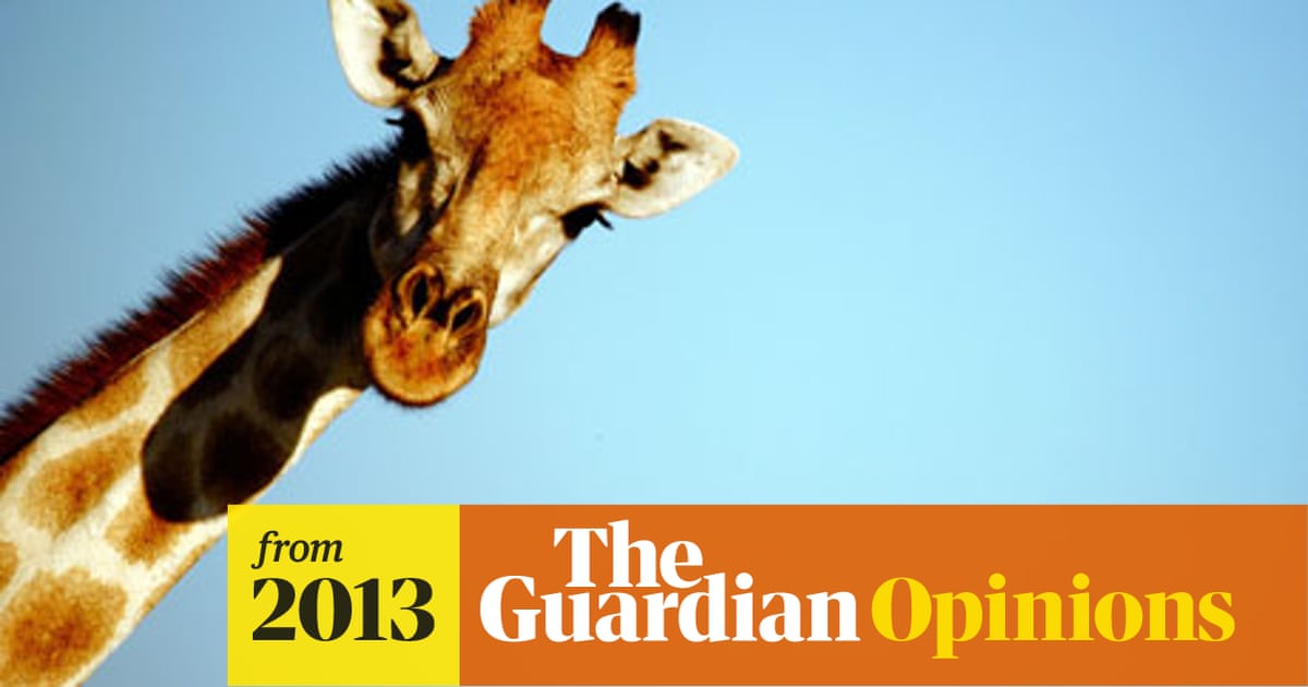 Between The Pear And The Cheese Combing The Giraffe Is A Monkey Sandwich Story Gary Nunn The Guardian Between The Pear And The Cheese Combing The Giraffe Is A Monkey Sandwich Story Gary Nunn The Guardian
