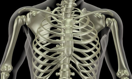Mapping The Body Ribs Human Biology The Guardian Mapping The Body Ribs Human Biology The Guardian