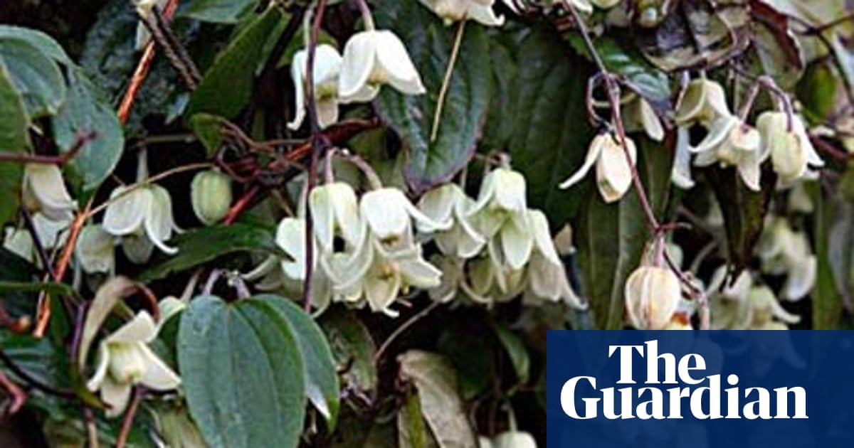 Gardens Winter Clematis Life And Style The Guardian