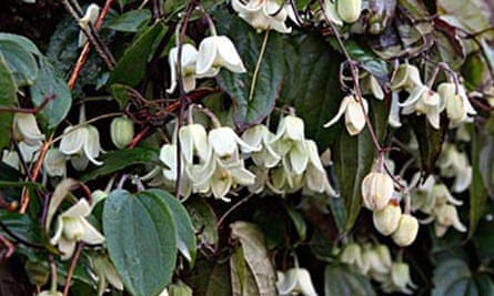 Gardens Winter Clematis Gardens The Guardian
