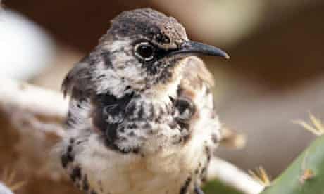 A Floreana mockingbird