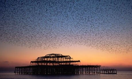 starlings flock above Brighton's derelict west pier
