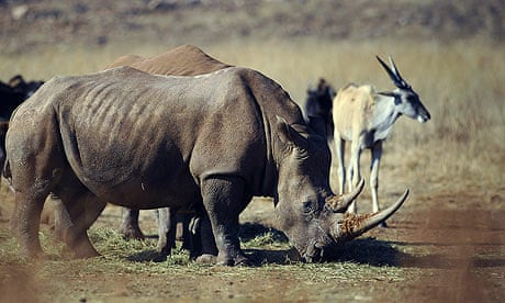 Rhino grazing in a reserve