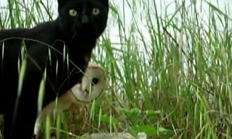 Cat and owl 'friends' Fum and Gebra