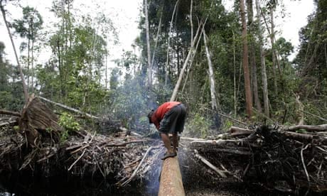Rainforest deforestation in Indonesia 