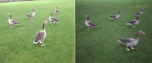 iPhone vs Canon: geese